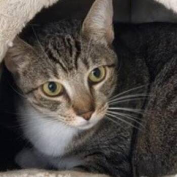 Toru -  Domestic Short Hair Cat for Adoption in Lakewood, Colorado - Toru | PetCurious