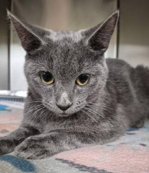 Nf-3c Blueberry -  Domestic Short Hair Cat for Adoption in Lawrenceville, Georgia - Nf-3c Blueberry | PetCurious