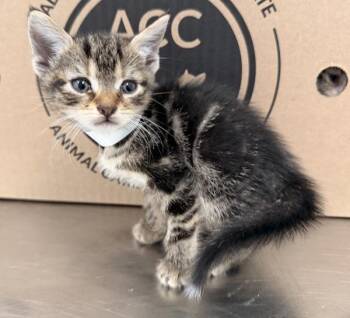 Danube -  Domestic Short Hair Cat for Adoption in New York, New York - Danube | PetCurious