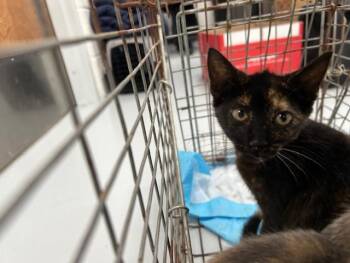 Domestic Short Hair Cats Available for Adoption in Ocala, Florida - A383356 | PetCurious