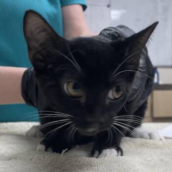 Sausage -  Domestic Short Hair Cat for Adoption in Lakeland, Florida - Sausage | PetCurious