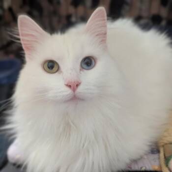 Domestic Medium Hair Cats Available for Adoption in Durham, North Carolina - Spork | PetCurious