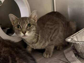 Rescue Domestic Short Hair Cats for Adoption in Aurora, Illinois - ANOOK | PetCurious