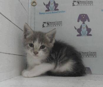 Dunkin 5.12.26 (prespay) -  Domestic Short Hair Cat for Adoption in Apopka, Florida - Dunkin 5.12.26 (prespay) | PetCurious