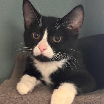 Johnny -  Domestic Short Hair Cat for Adoption in Titusville, Florida - Johnny | PetCurious