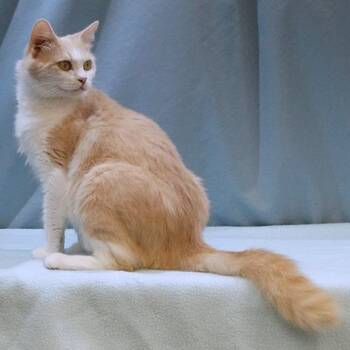 Rescue Domestic Long Hair Cats for Adoption in Maynardville, Tennessee - Whisper | PetCurious