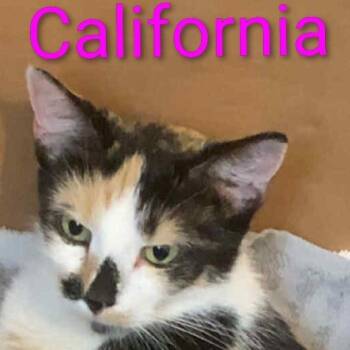 Rescue Domestic Short Hair Cats for Adoption in Carmel, Indiana - California | PetCurious