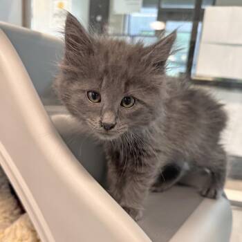 Finch -  Domestic Long Hair Cat for Adoption in Hailey, Idaho - Finch | PetCurious