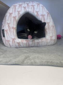 Domestic Short Hair and Retriever Cats Available for Adoption in Trenton, Maine - Kennebec | PetCurious