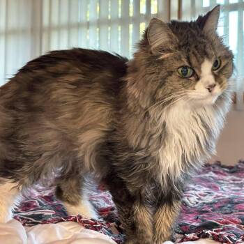 Figgie -  Domestic Long Hair Cat for Adoption in Plover, Wisconsin - Figgie | PetCurious