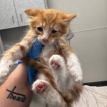 Clay -  Domestic Medium Hair Cat for Adoption in Columbiana, Alabama - Clay | PetCurious
