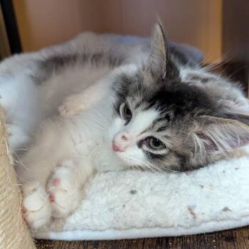 Panda -  Domestic Long Hair Cat for Adoption in Johnstown, Pennsylvania - Panda | PetCurious