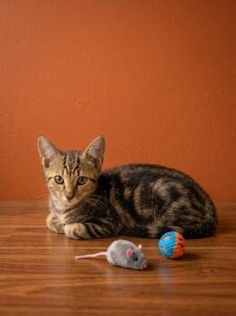 Atticus -  Domestic Short Hair Cat for Adoption in Ruskin, Florida - Atticus | PetCurious