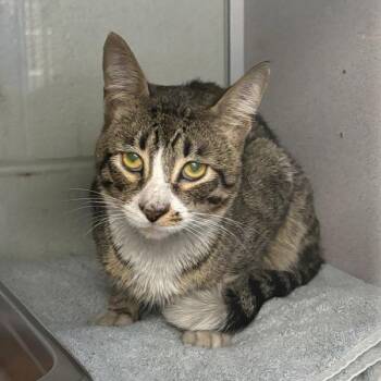 *Groot* -  Domestic Short Hair Cat for Adoption in Salt Lake City, Utah - *Groot* | PetCurious