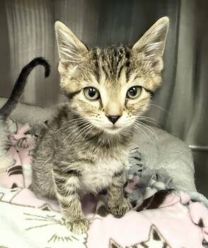 Moss -  Domestic Short Hair Cat for Adoption in Nashville, Tennessee - Moss | PetCurious