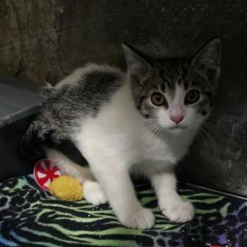Gabriel -  Domestic Short Hair Cat for Adoption in Sioux Falls, South Dakota - Gabriel | PetCurious