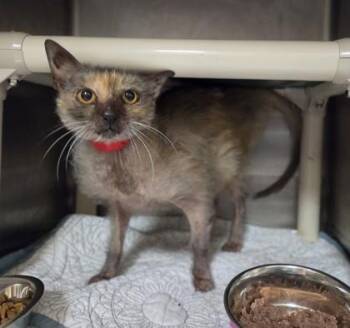 Erie -  American Shorthair and Domestic Short Hair Cat for Adoption in Westland, Michigan - Erie | PetCurious