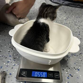 Domestic Short Hair Cats Available for Adoption in Ojai, California - Jinx | PetCurious
