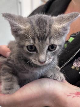 Tracks -  Domestic Short Hair Cat for Adoption in Dyersburg, Tennessee - Tracks | PetCurious