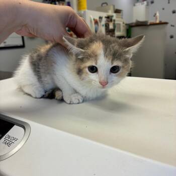 Three -  Domestic Medium Hair Cat for Adoption in Morganfield, Kentucky - Three | PetCurious
