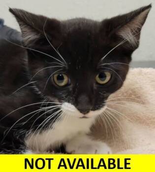 Rescue Domestic Short Hair Cats for Adoption in Eugene, Oregon - Cardamom | PetCurious