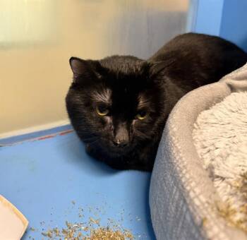 BEEBEE -  Domestic Medium Hair Cat for Adoption in Boston, Massachusetts - BEEBEE | PetCurious