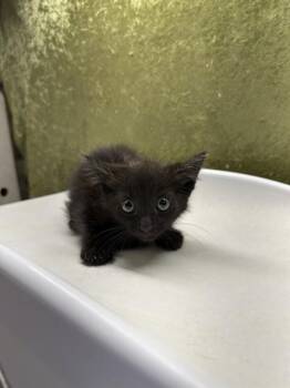 ED -  Domestic Short Hair Cat for Adoption in Riverside, California - ED | PetCurious