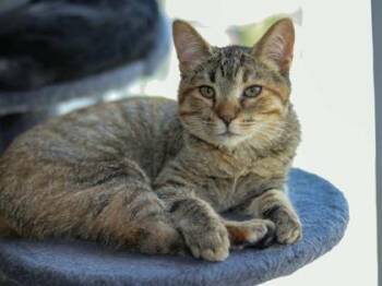 Nubbins -  Domestic Short Hair Cat for Adoption in Kansas City, Missouri - Nubbins | PetCurious