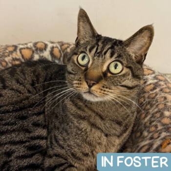 Rescue Domestic Short Hair Cats for Adoption in Denver, Colorado - Sid | PetCurious