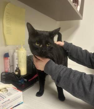 Domestic Short Hair Cats Available for Adoption - Finzel | PetCurious