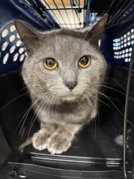 Grayson -  Domestic Short Hair Cat for Adoption in Cincinnati, Ohio - Grayson | PetCurious
