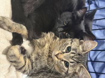 Domestic Short Hair Cats Available for Adoption - Wild Card  | PetCurious