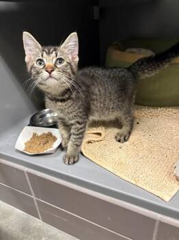 EROS -  Domestic Short Hair Cat for Adoption in Leesburg, Virginia - EROS | PetCurious
