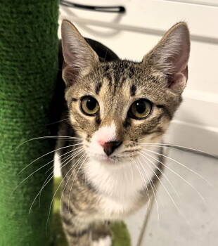 Rescue Domestic Short Hair and Tabby Cats for Adoption in Pompano Beach, Florida - Syril | PetCurious