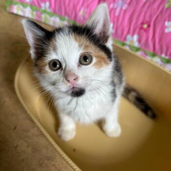 Caliente -  Domestic Short Hair Cat for Adoption in Indianapolis, Indiana - Caliente | PetCurious