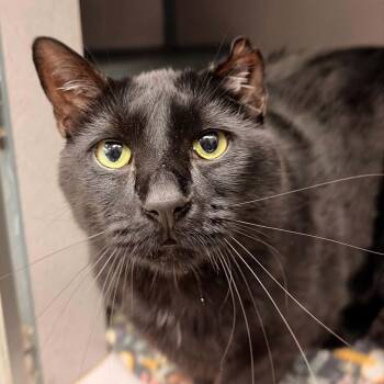 Larry. -  Domestic Short Hair Cat for Adoption in Waterloo, Iowa - Larry. | PetCurious