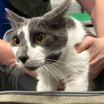 Kalahari -  Domestic Short Hair Cat for Adoption in Dearborn, Michigan - Kalahari | PetCurious