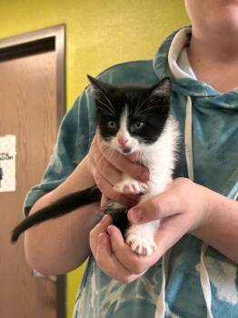 Clawdia -  Domestic Short Hair Cat for Adoption in Minot, North Dakota - Clawdia | PetCurious