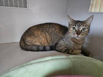 Beba -  Domestic Short Hair Cat for Adoption in Bossier City, Louisiana - Beba | PetCurious
