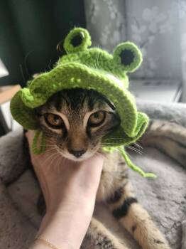 Morgan -  Domestic Short Hair Cat for Adoption in Charlotte, North Carolina - Morgan | PetCurious