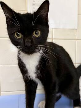 Rescue Domestic Short Hair Cats for Adoption in San Antonio, Texas - Jadon | PetCurious