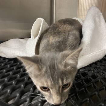 Grey Lady -  Domestic Short Hair Cat for Adoption in Morganfield, Kentucky - Grey Lady | PetCurious