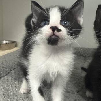 Domestic Short Hair Cats Available for Adoption in Tulsa, Oklahoma - Elvis Purrsley | PetCurious