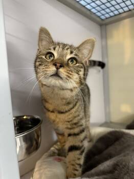 Rescue Domestic Short Hair Cats for Adoption in West Mifflin, Pennsylvania - Aang | PetCurious