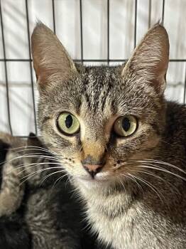 Winnie -  Domestic Short Hair Cat for Adoption in Dalton, Georgia - Winnie | PetCurious