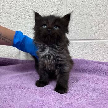 Felicia -  Domestic Medium Hair Cat for Adoption in Harrisonburg, Virginia - Felicia | PetCurious