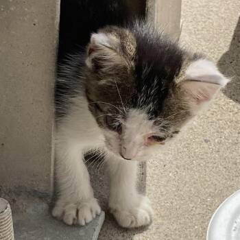 MB -  Domestic Short Hair Cat for Adoption in Corpus Christi, Texas - MB | PetCurious