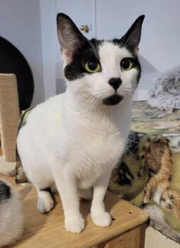 Gaia -  Domestic Short Hair Cat Available for Adoption in Delson, Quebec - Gaia | PetCurious