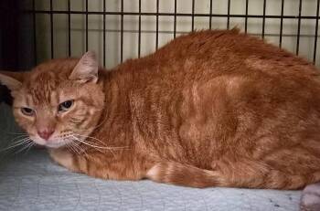 Frank -  Domestic Short Hair Cat for Adoption in Auburn, Indiana - Frank | PetCurious