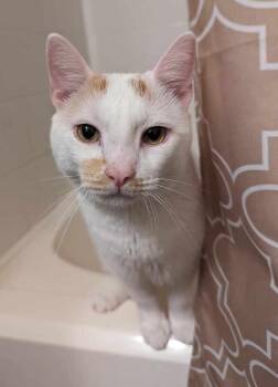 Linus -  Turkish Van and Domestic Short Hair Cat for Adoption in Cary, North Carolina - Linus | PetCurious